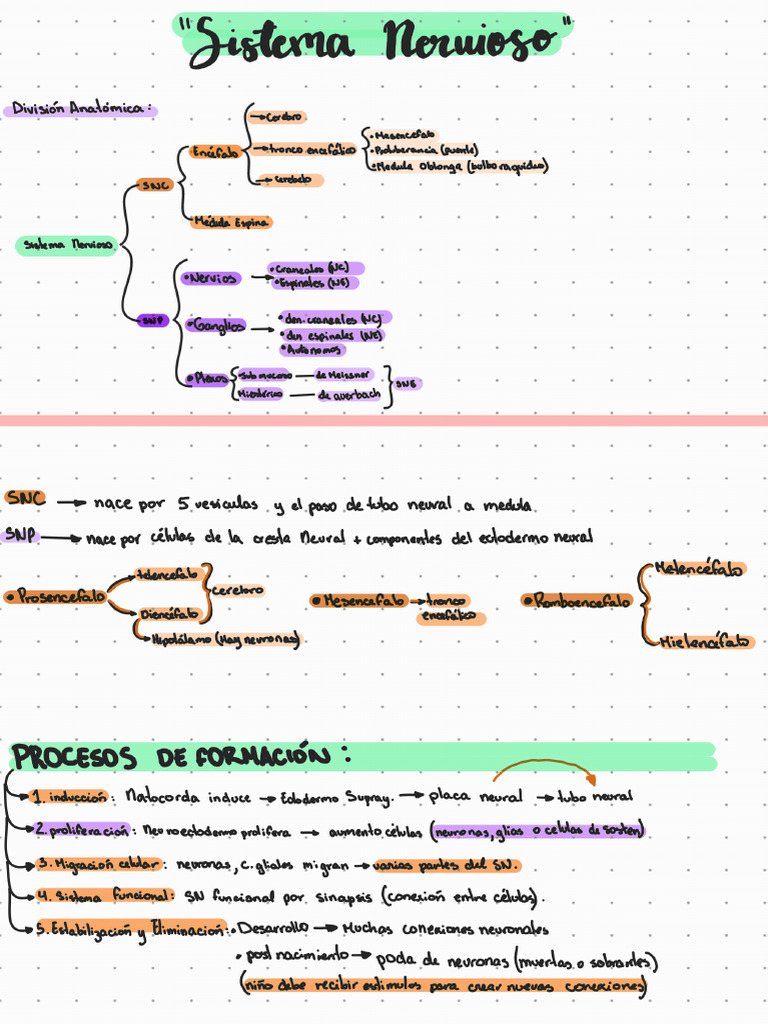 Embriología Del Sistema Nervioso Pdf