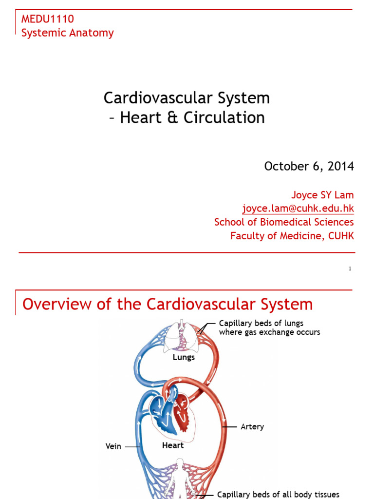 7_Cardiovascular system | PDF | Heart Valve | Atrium (Heart)