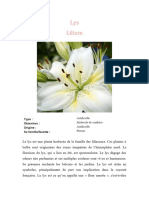 Lys Lilium: Type: Obtention: Origine: Sa Famille/facette