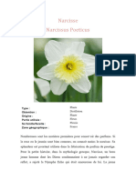 Narcisse