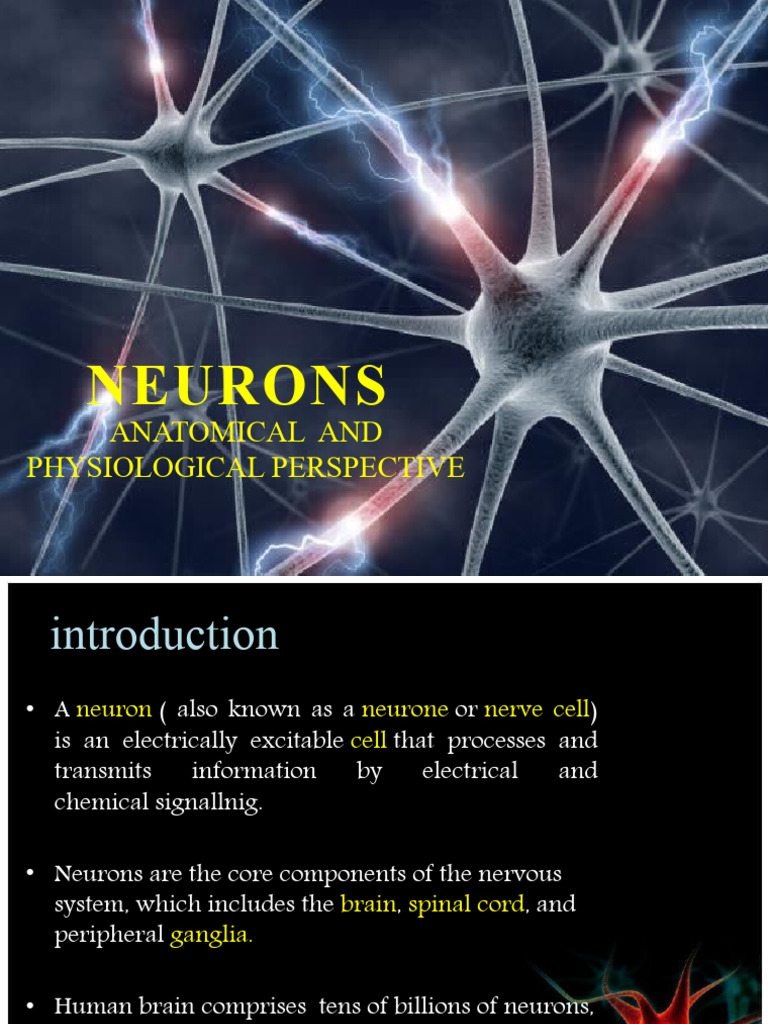 Understanding the Synaptic Cleft | PDF | Neuron | Axon