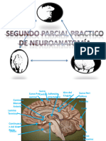 2do Parcial de Neuroanatomia Clasificado