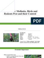 Other Pest Mollusks. Birds and Rodents Pest and Their Control