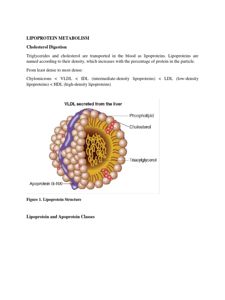 Lipoprotein Metabolism Overview | PDF | Lipoprotein | Macromolecules