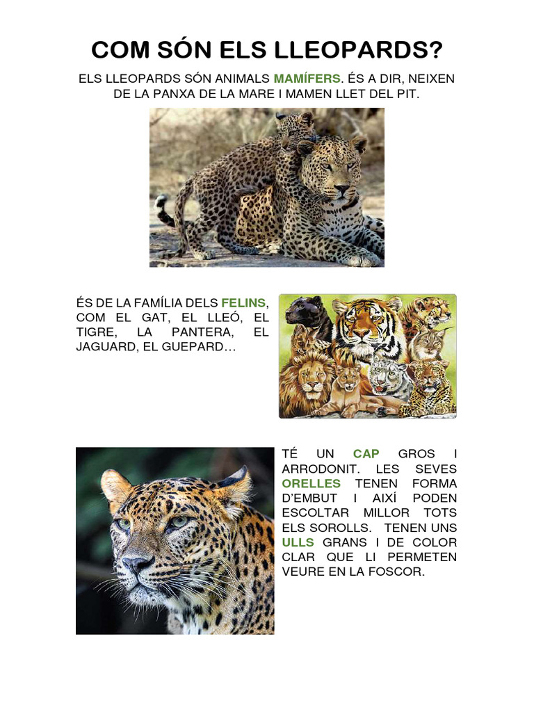 Com Són Els Lleopards | PDF