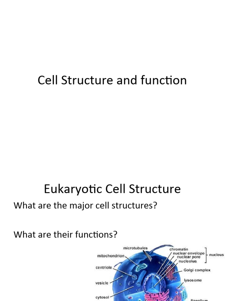 Organelles Practice | PDF | Cell (Biology) | Endoplasmic Reticulum