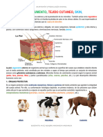 Piel Anatomia y Fisiología 2024