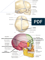 1 - A Sutura Coronal Separa o Osso Frontal Do Osso Parietal.
