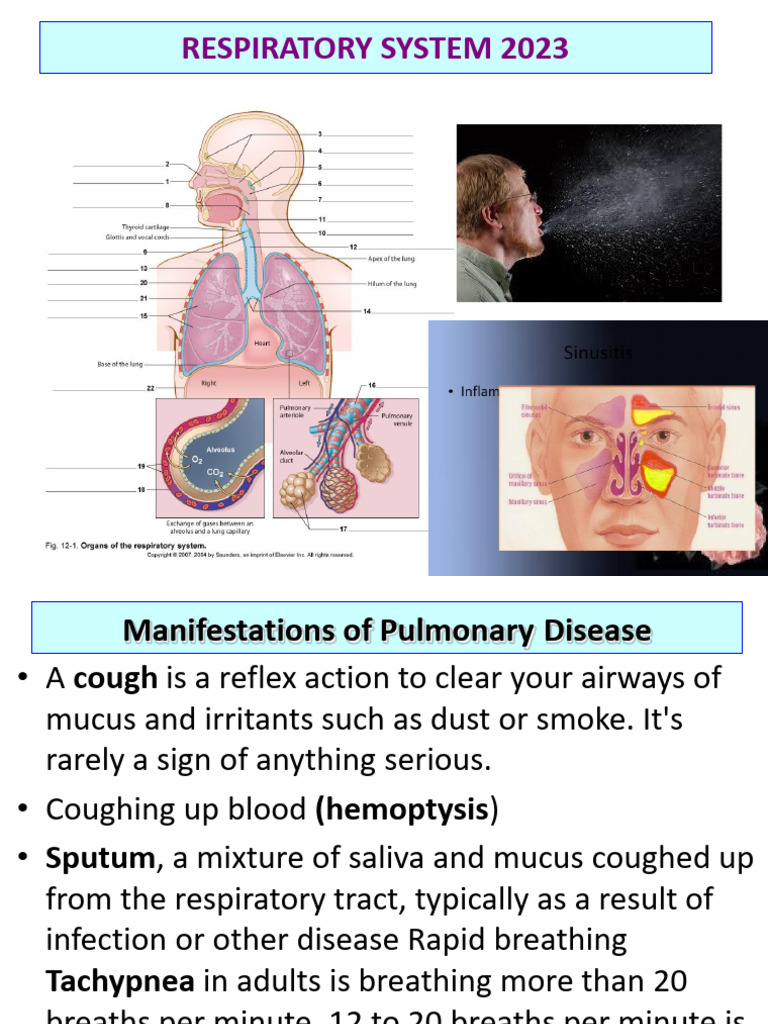 Respiratory System Diseases Overview | PDF | Obsessive–Compulsive ...
