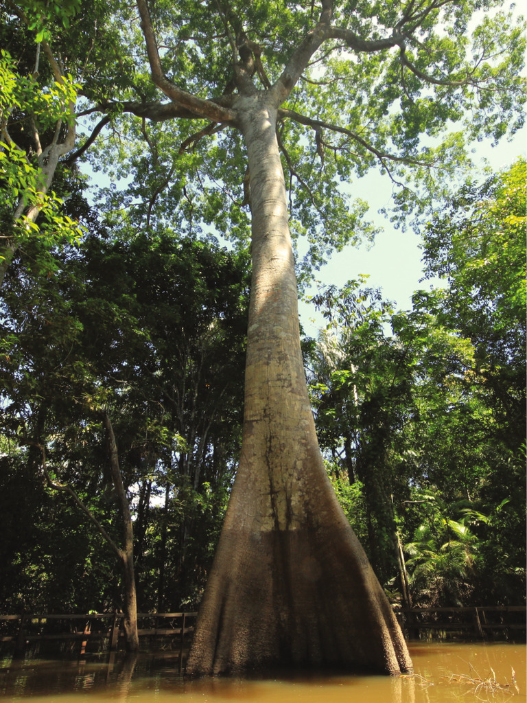 Samaúma: A Árvore Sagrada da Amazônia | PDF | Floresta Amazônica | Árvores