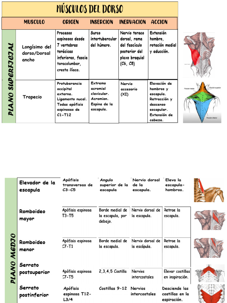 Musculos Del Dorso Pdf
