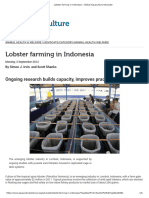 lobster-farming-in-indonesia