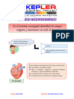 Sistema Cardiovascular