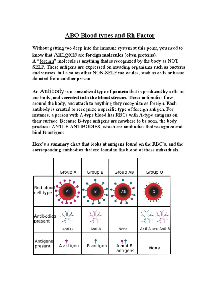 ABO Blood Types & Rhesus Antigens | PDF | Antigen | Blood Type
