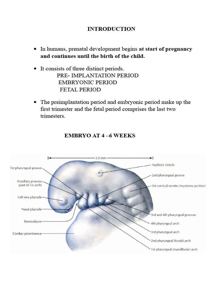 Development of Face and Jaws | PDF | Human Nose | Skeletal System