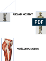 05 Kosci Konczyny Dolnej