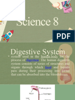 q4 Digestive System