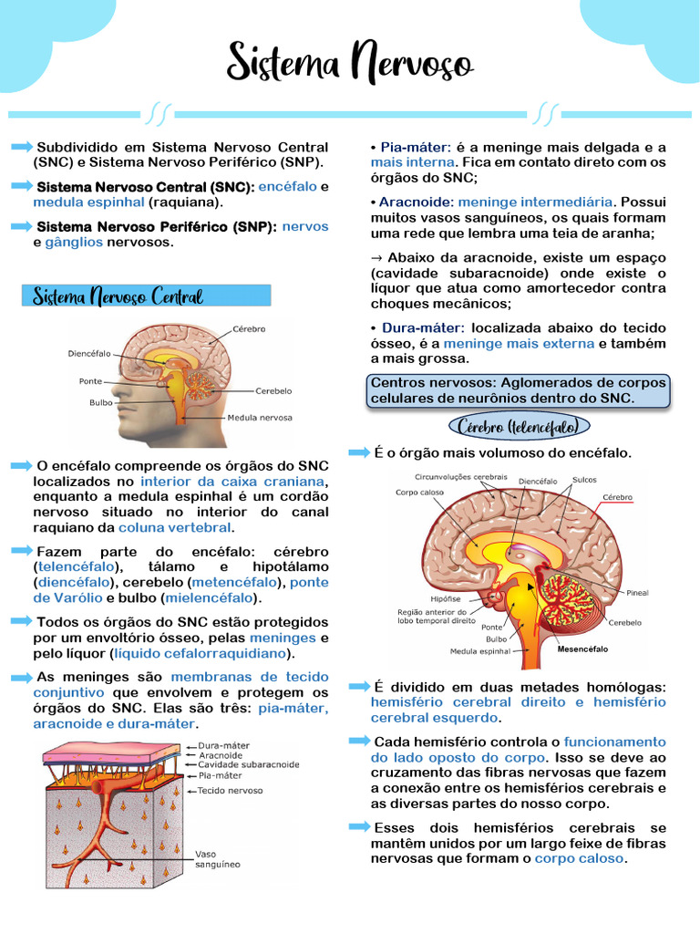 Sistema Nervoso Pdf Sistema Nervoso Central Cérebro