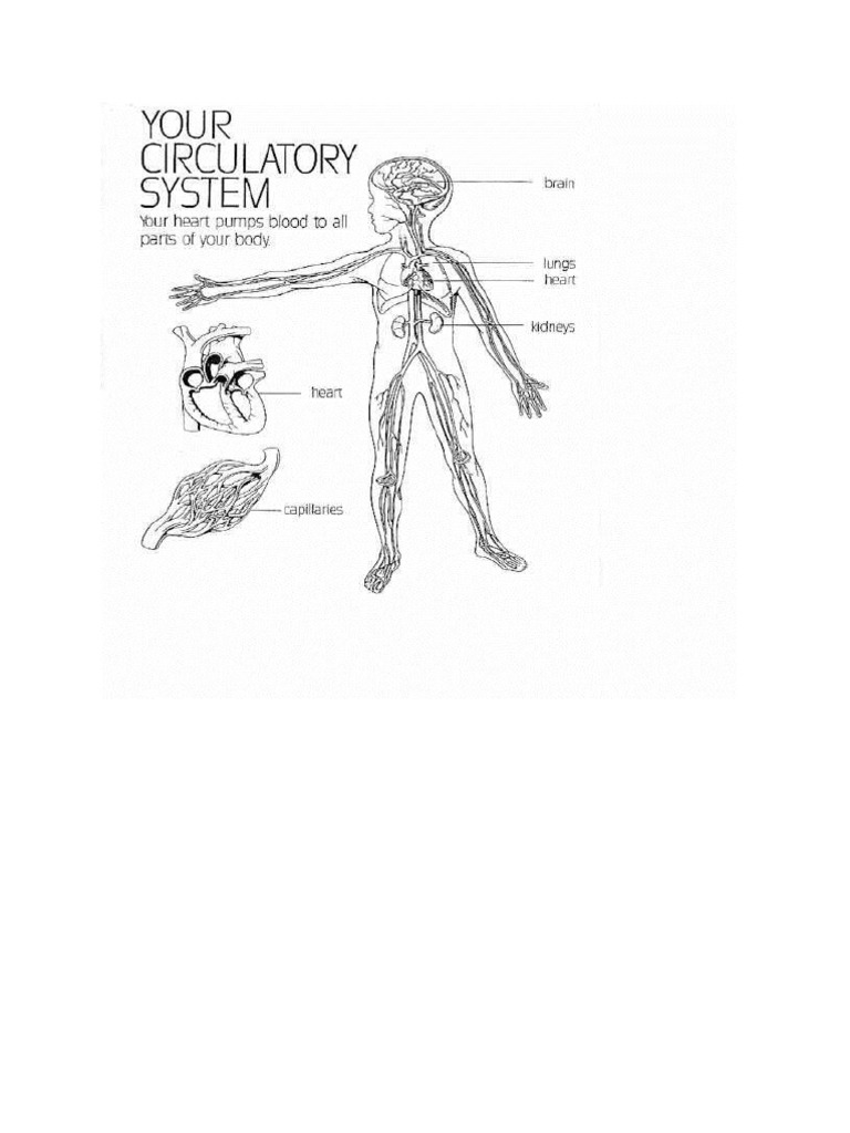 Anatomy and Physiology of the Lungs