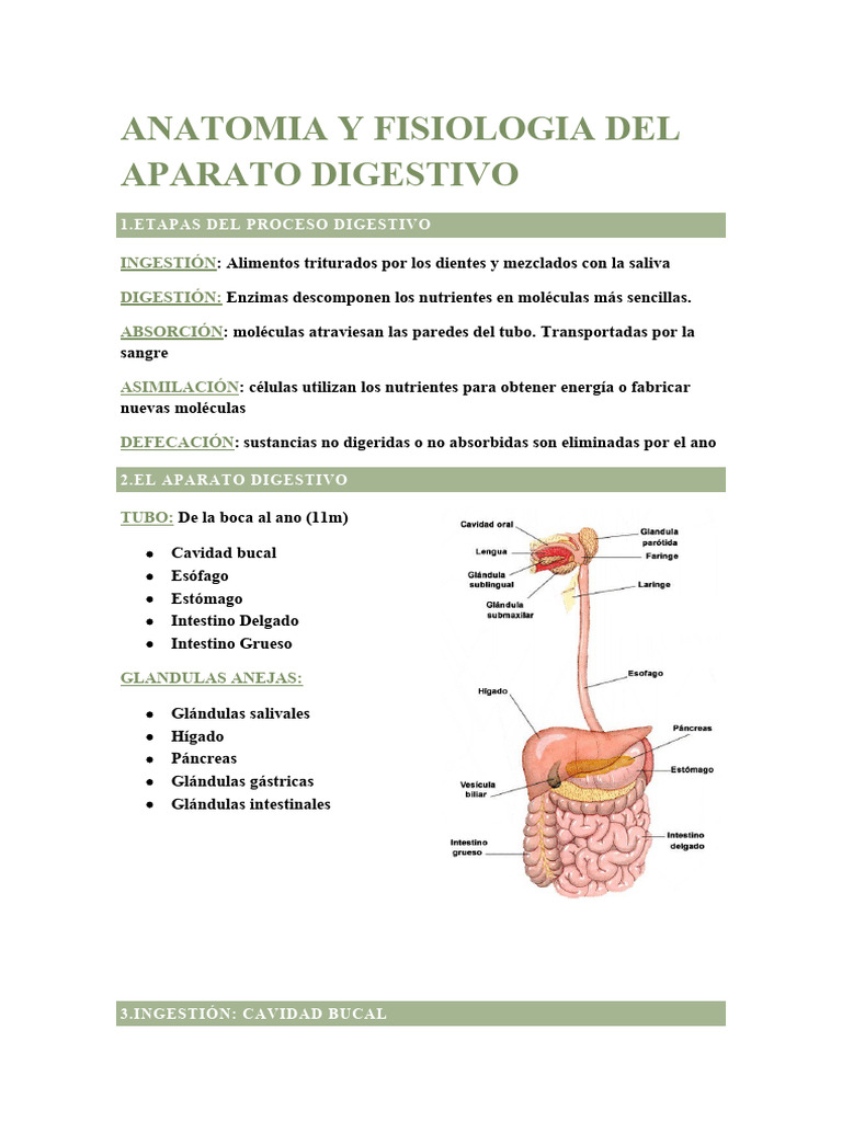 Anatomia Y Fisiologia Aparato Digestivo Descargar Gratis Pdf