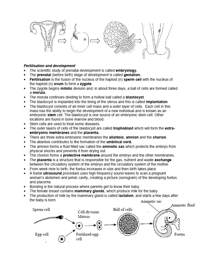 Notes on Baby egg to baby | PDF | Embryo | Prenatal Development