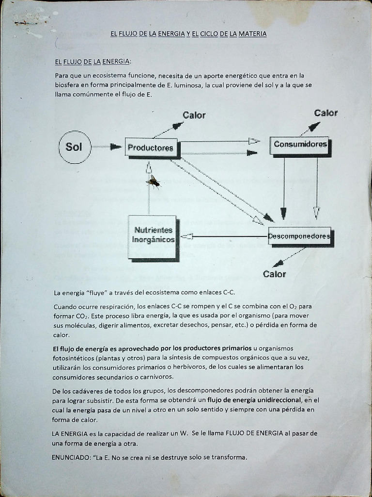 El Flujo de La Energia y Ciclo de La Materia | PDF
