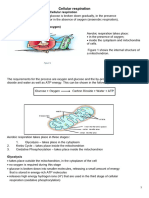 Cellular Respiration