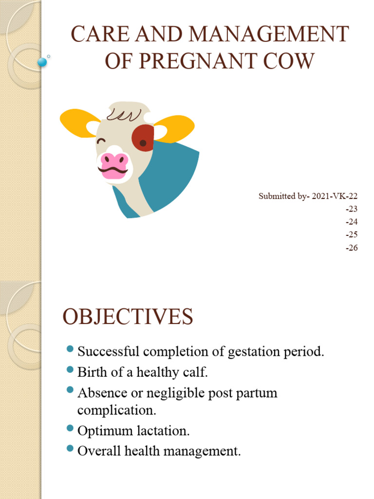 Care and Management of Pregnant Cows | PDF | Pregnancy | Cattle