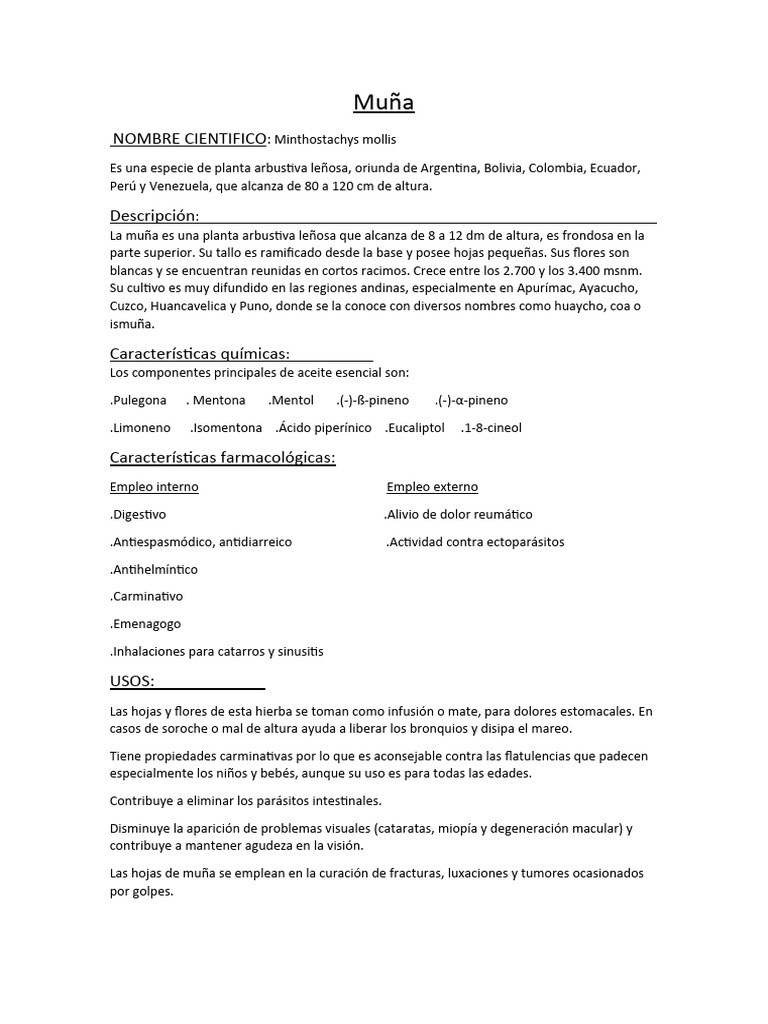 Muña: Planta Medicinal Andina | PDF | Romero | Mentha
