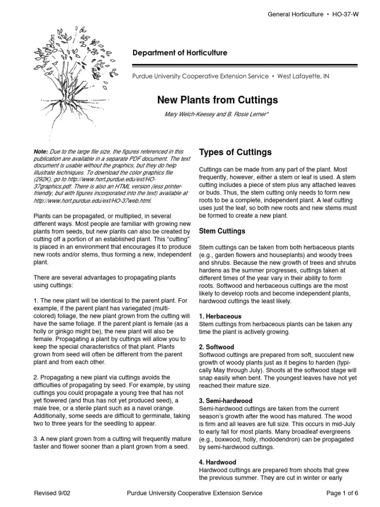 New plants from cuttings pdf root leaf