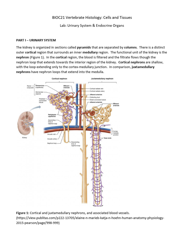 Lab - Urinary System & Endocrine Organs | PDF | Kidney | Pituitary Gland