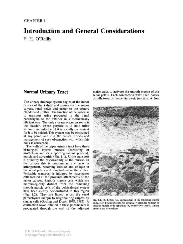 Urinary Tract Function and Obstruction | PDF | Urinary System | Kidney