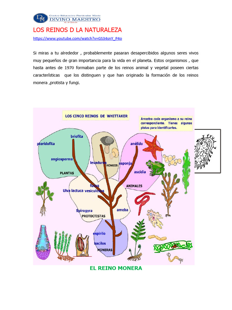 Reinos de la Naturaleza: Monera y Más | PDF | Las bacterias | Organismos