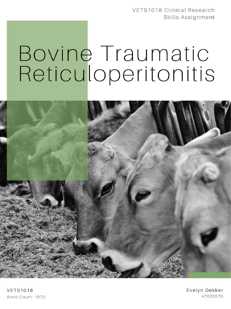 Overview of Traumatic Reticuloperitonitis | PDF | Cattle | Dairy Cattle