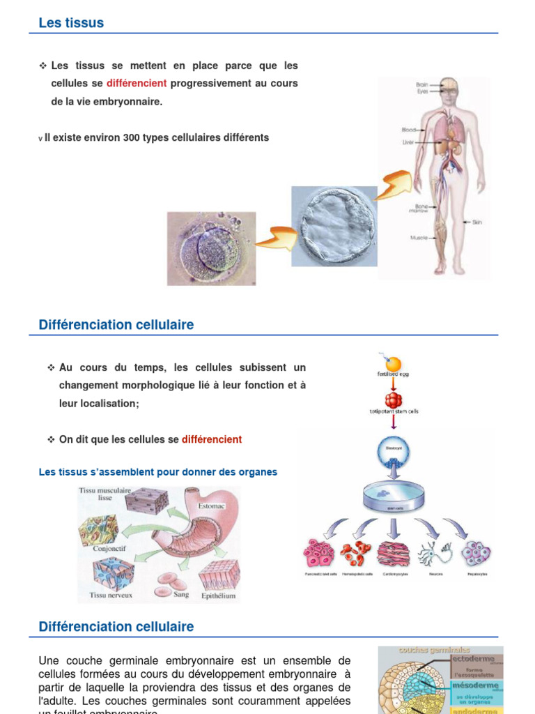 Tissus Épithéliaux | PDF | Épithélium | Différenciation cellulaire