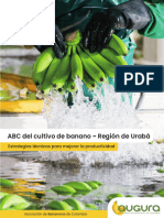 ABC Del Cultivo de Banano - Región de Urabá