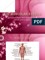 The Muscular System Power Point 1227697713114530 8