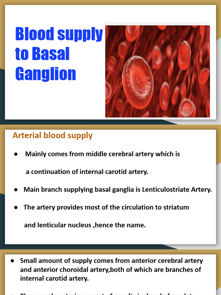 Blood Supply and Functions of Basal Ganglia | PDF | Striatum | Basal ...