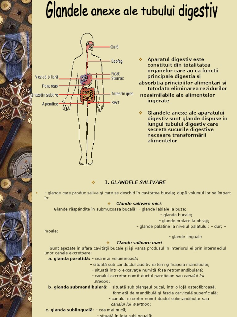 Glandele Anexe Ale Aparatului Digestiv