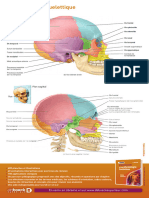 Affiche Anatomie 275x450 HD Tortora2