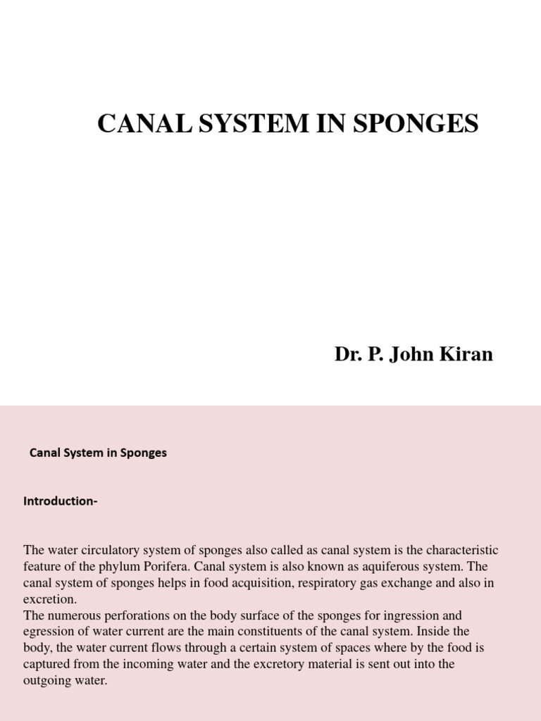 CANAL SYSTEM IN SPONGES.pdf289 PDF Sponge Biology
