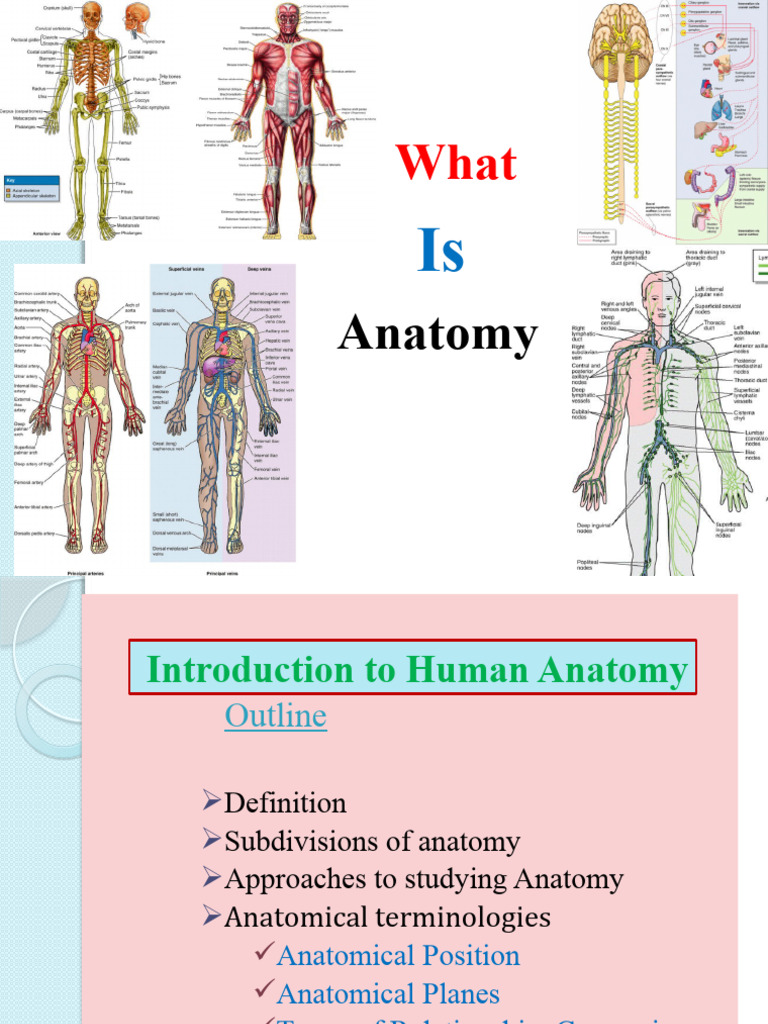 Anatomy visual data 5