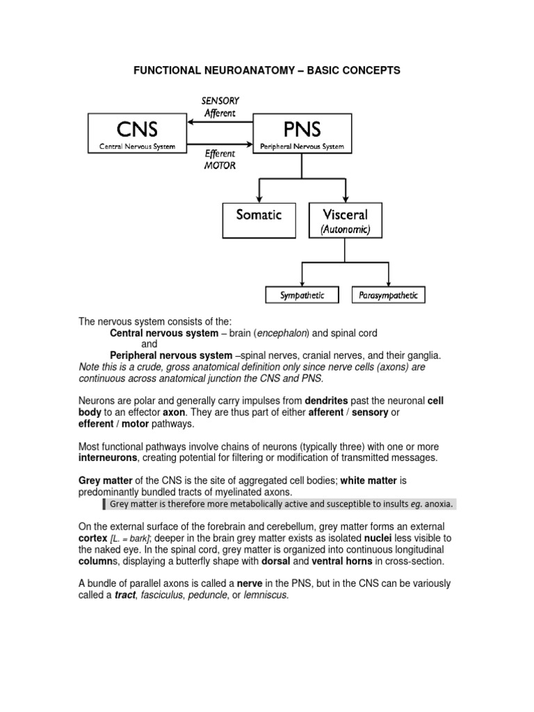 Neuroanatomy Notes 2010 4 Pdf Free Pdf Cerebrospinal Fluid Spinal
