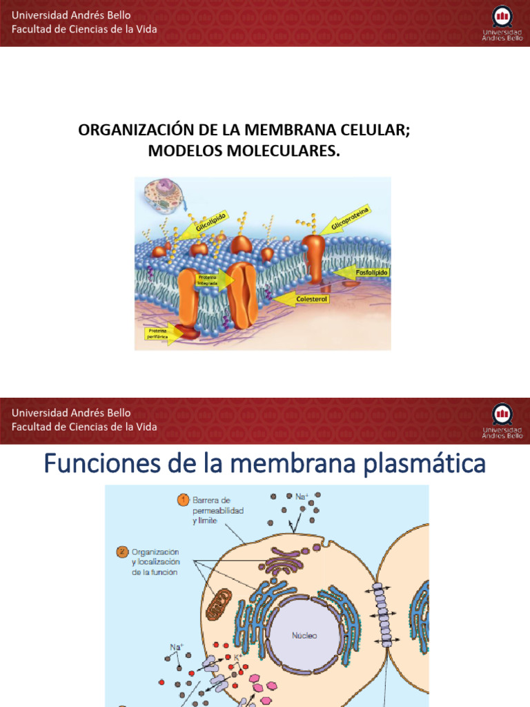 Estructura y Funciones de la Membrana Celular | PDF | Membrana ...