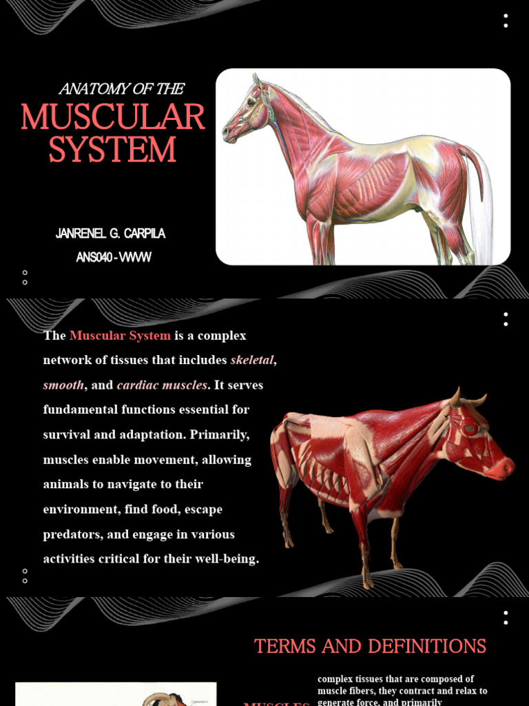 Muscular System: Anatomy of The | PDF | Muscle | Physiology
