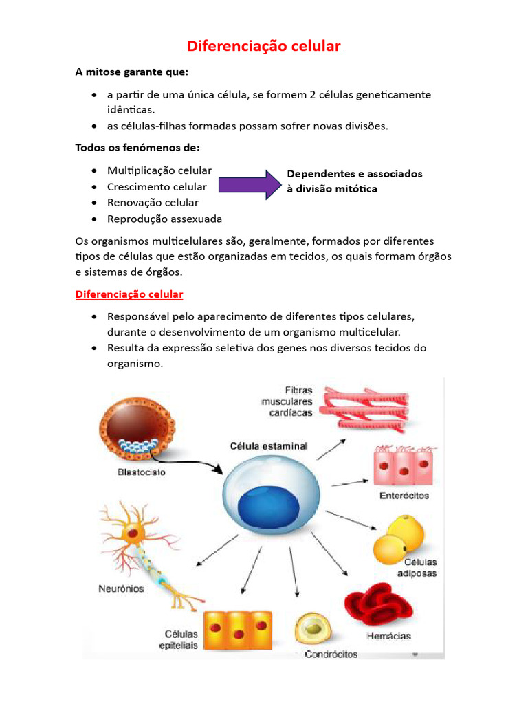 Diferenciação Celular e Clonagem | PDF | Clonagem | Célula (Biologia)
