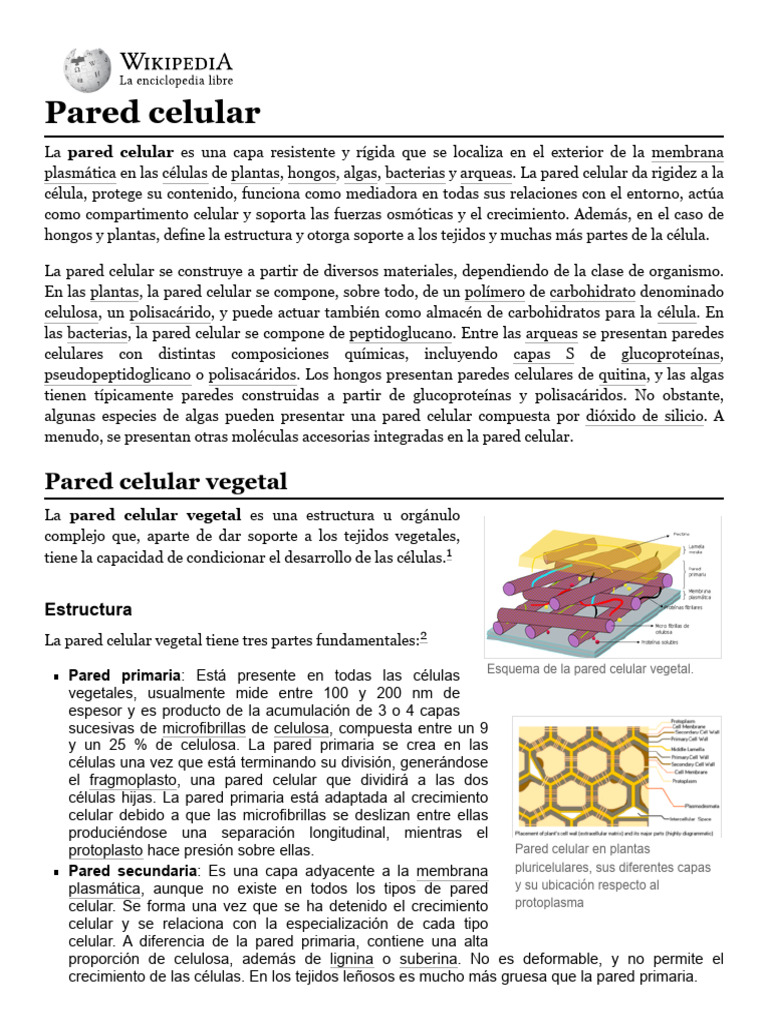 Estructura y Composición de la Pared Celular Vegetal | PDF | Pared ...