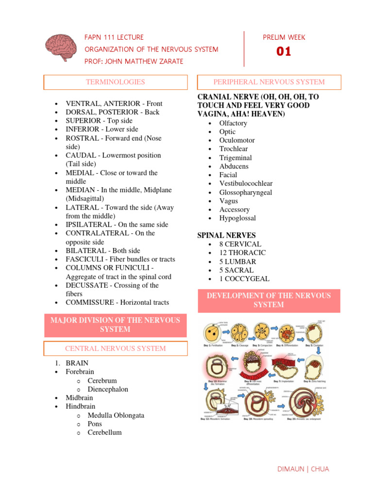01 Organization of The Nervous System | PDF | Axon | Neuron