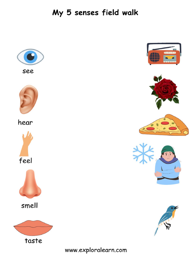 Sense Organs Basic 1 Pdf Computers