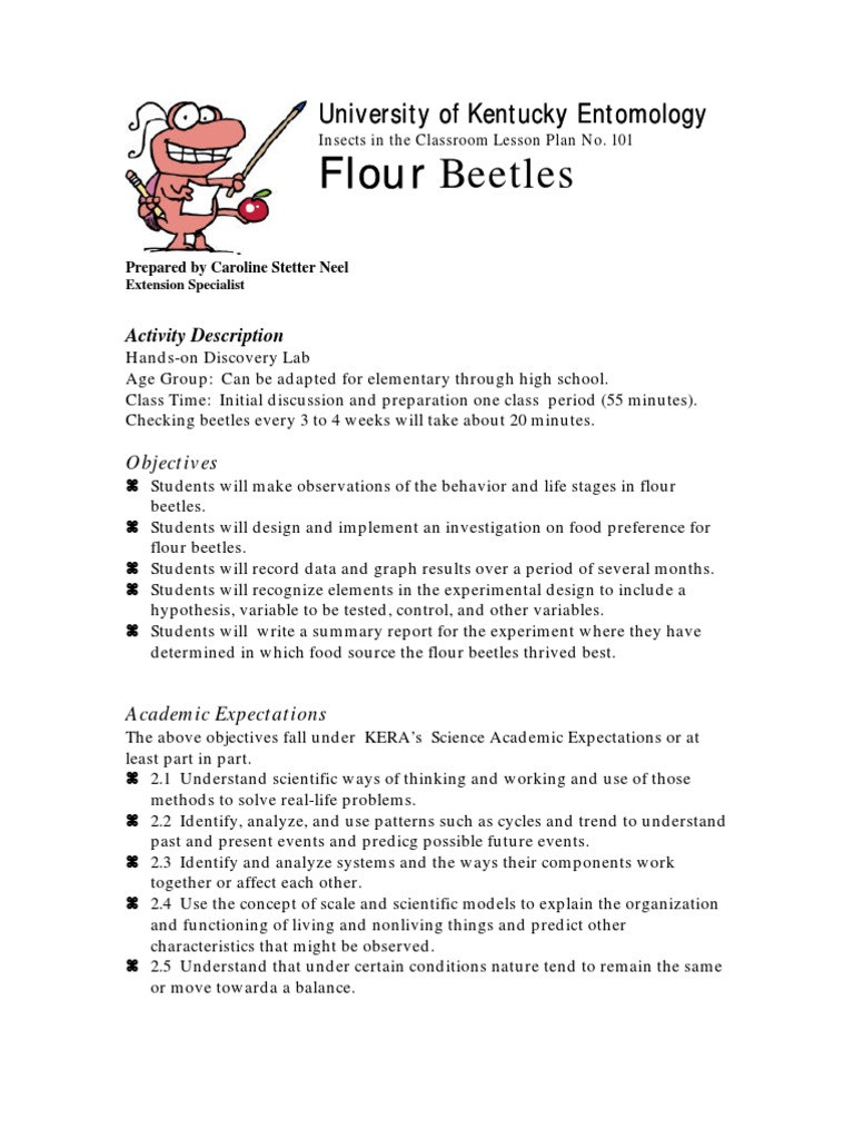 Flour Flour Beetles University of Kentucky Entomology University of